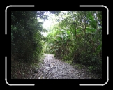 Tortola 116 * Really in the jungle! * 2592 x 1944 * (3.56MB)